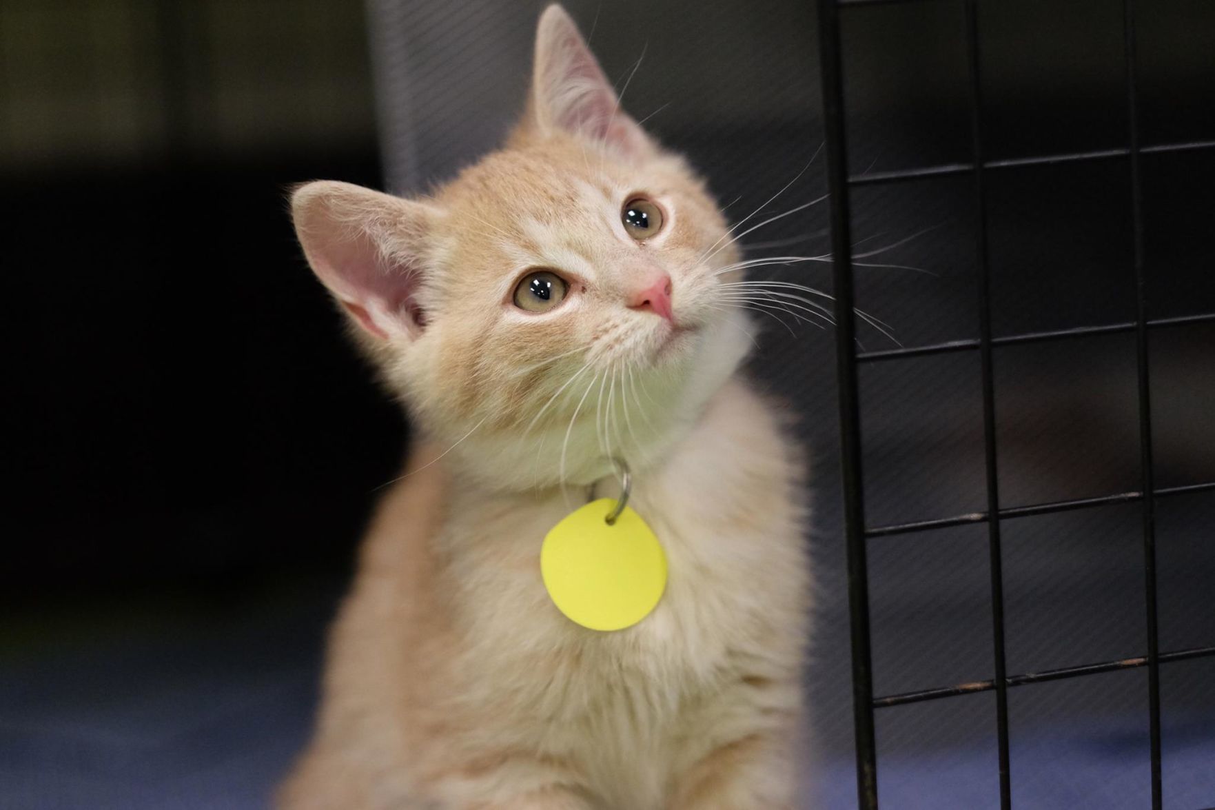 Pet of the Week